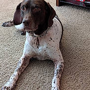 Dovaken is registered to the contest to win money with this photo: dog, indoor, carpet, brown, white, speckled, pet, animal, lounge, relaxed, ears, paw, nail, collar, furniture, box, floor, canine, closeup, portrait