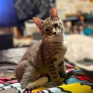 Romeo is registered to the contest to win money with this photo: cat, tabby, pet, animal, feline, indoor, blanket, colorful, patterned, curious, cute, fur, whiskers, ears, portrait, soft_focus, home, cozy, domestic, sitting