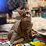 cat, tabby, pet, animal, feline, indoor, blanket, colorful, patterned, curious, cute, fur, whiskers, ears, portrait, soft_focus, home, cozy, domestic, sitting
