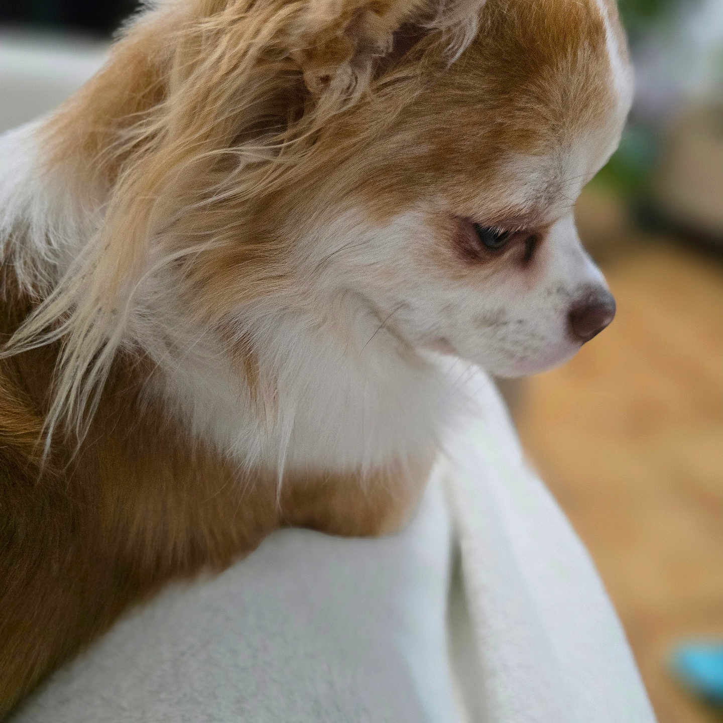 Mico a rejoint le concours — aidez-le/la à gagner de superbes lots ! dog, small_dog, fluffy, brown_and_white, pet, indoor, close_up, profile, fur, cute, animal, canine, looking_down, soft_texture, white_surface, background_blur, calm, companion, domestic_animal, side_view