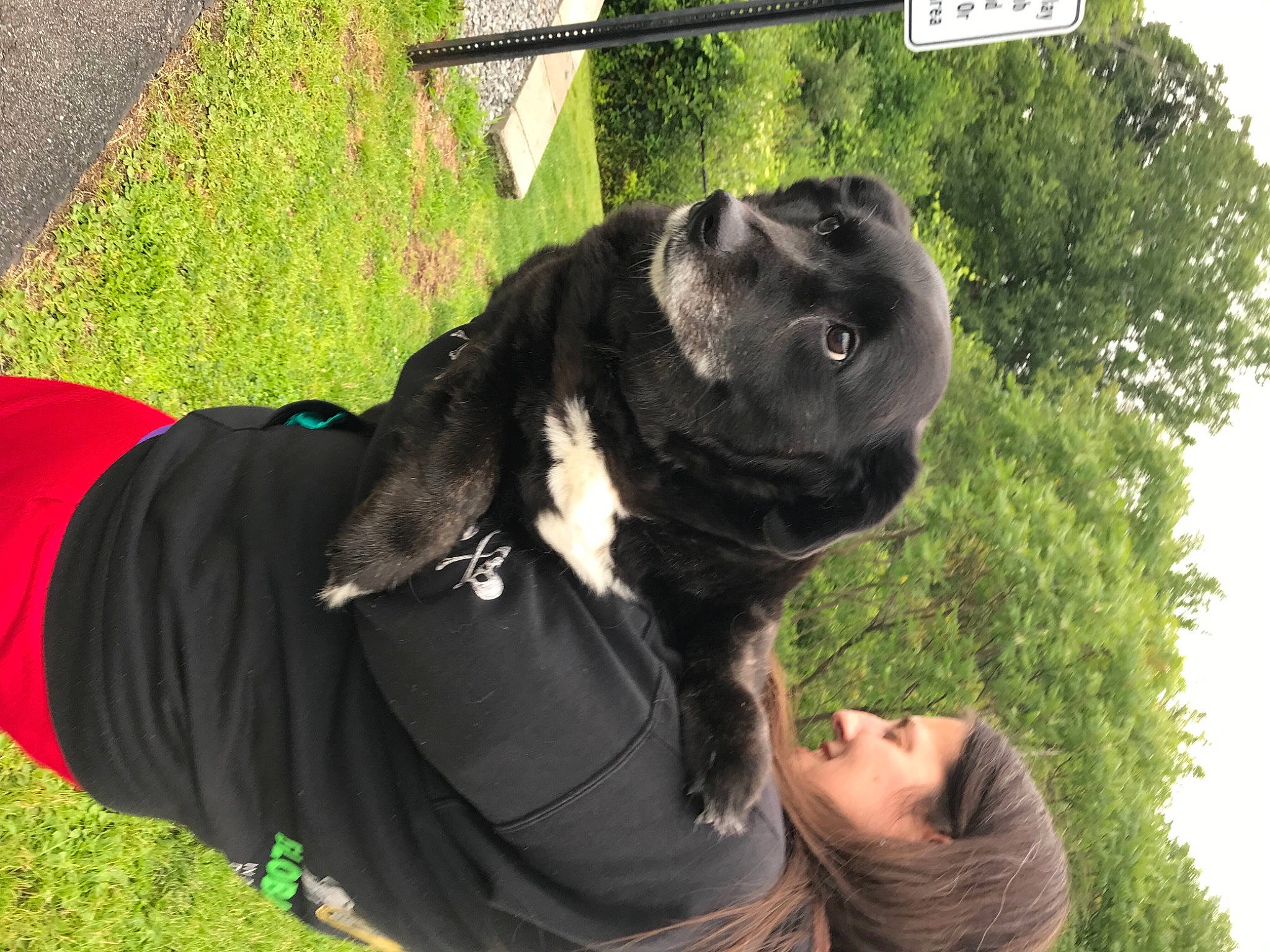 Sami joined the competition — help win amazing prizes! canidae, carnivore, collar, companion_dog, dog, dog_breed, dog_collar, fashion_accessory, fawn, fur, grass, lawn, leaf, leash, personal_protective_equipment, plant, snout, sporting_group, tree, working_animal