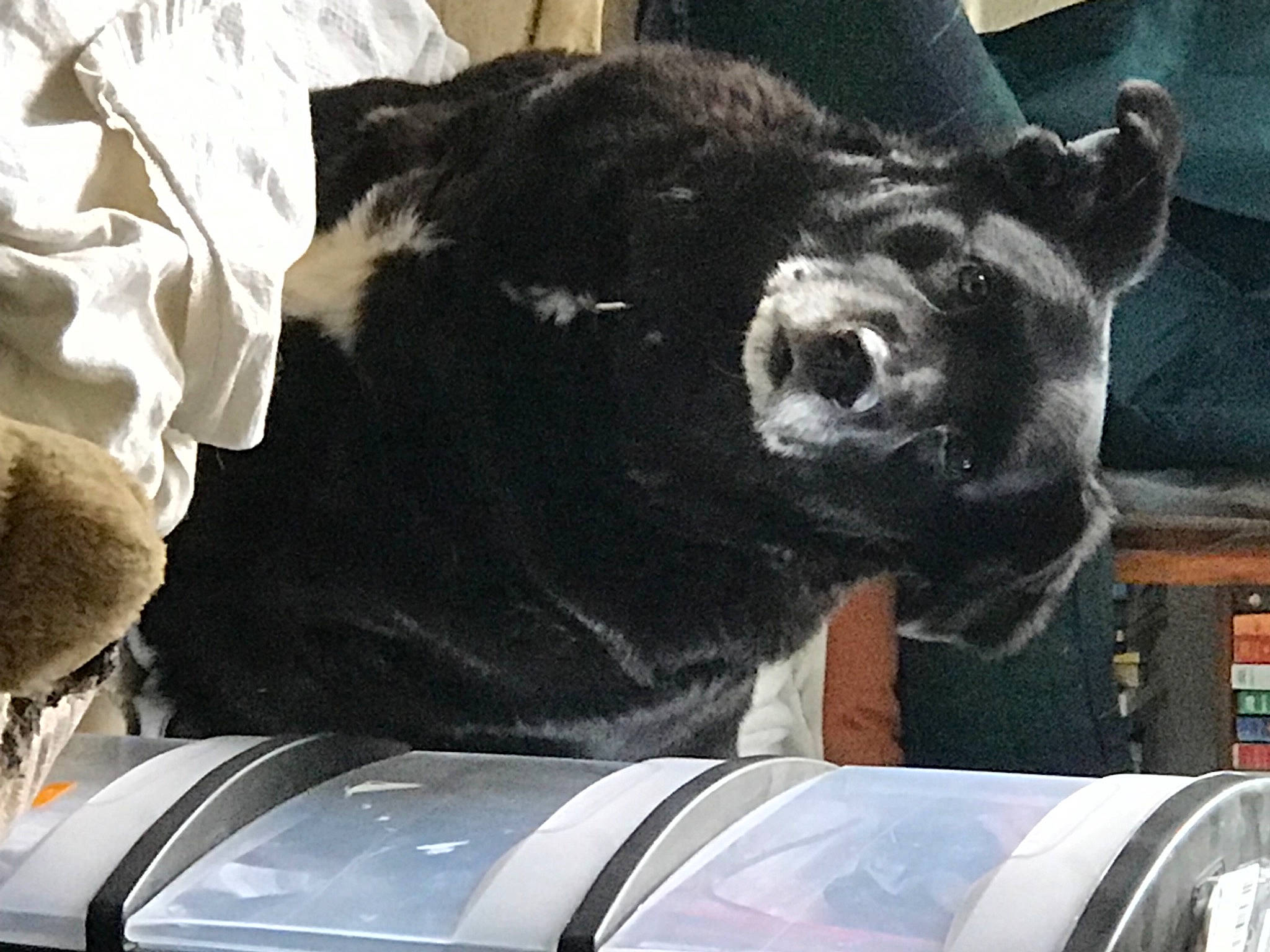 Sami joined the competition — help win amazing prizes! american_black_bear, art, automotive_exterior, automotive_tire, bear, canidae, carmine, carnivore, dog_breed, fur, hood, motor_vehicle, sculpture, snout, sporting_group, statue, suidae, terrestrial_animal, vehicle_door, working_animal