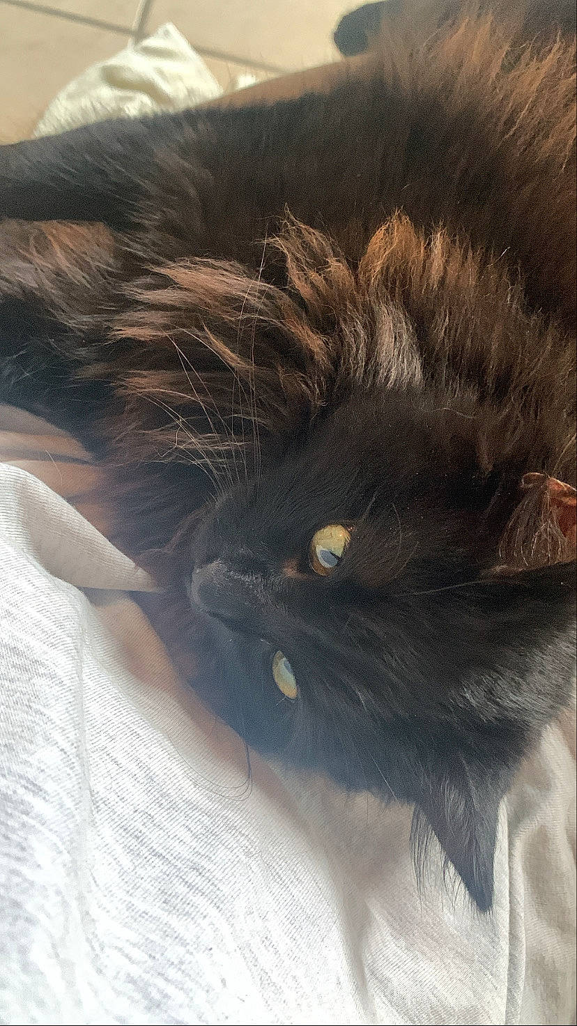 Oslo a rejoint le concours — aidez-le/la à gagner de superbes lots ! animal_product, cat, claw, dog_breed, ear, eyelash, fashion_accessory, feather, felidae, fur, gesture, hair, leg, liver, natural_material, small_to_medium_sized_cats, snout, tail, textile, whiskers