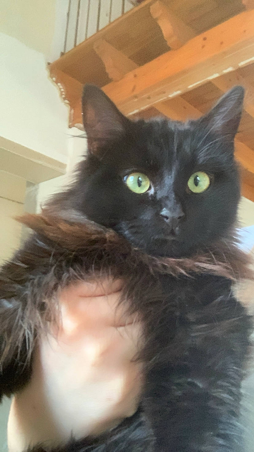 Oslo a rejoint le concours — aidez-le/la à gagner de superbes lots ! black_cat, bombay, carnivore, cat, claw, domestic_short_haired_cat, ear, eye, felidae, fur, iris, small_to_medium_sized_cats, snout, tail, whiskers, window