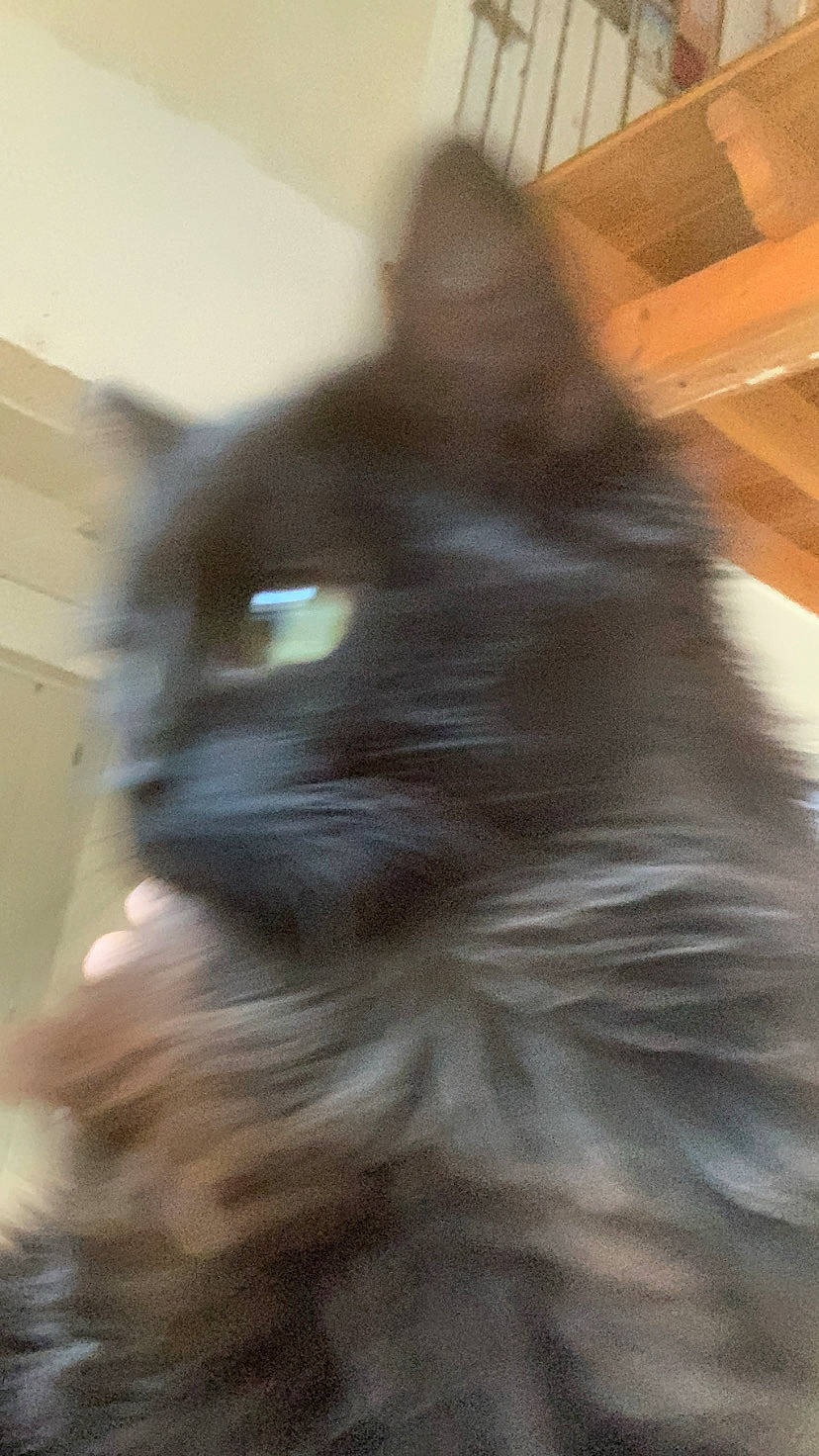 Oslo participe au concours pour gagner de l'argent avec cette photo : balinese, birman, black_cat, carnivore, cat, domestic_short_haired_cat, fawn, felidae, fur, hardwood, iris, small_to_medium_sized_cats, snout, tail, thai, whiskers, wood