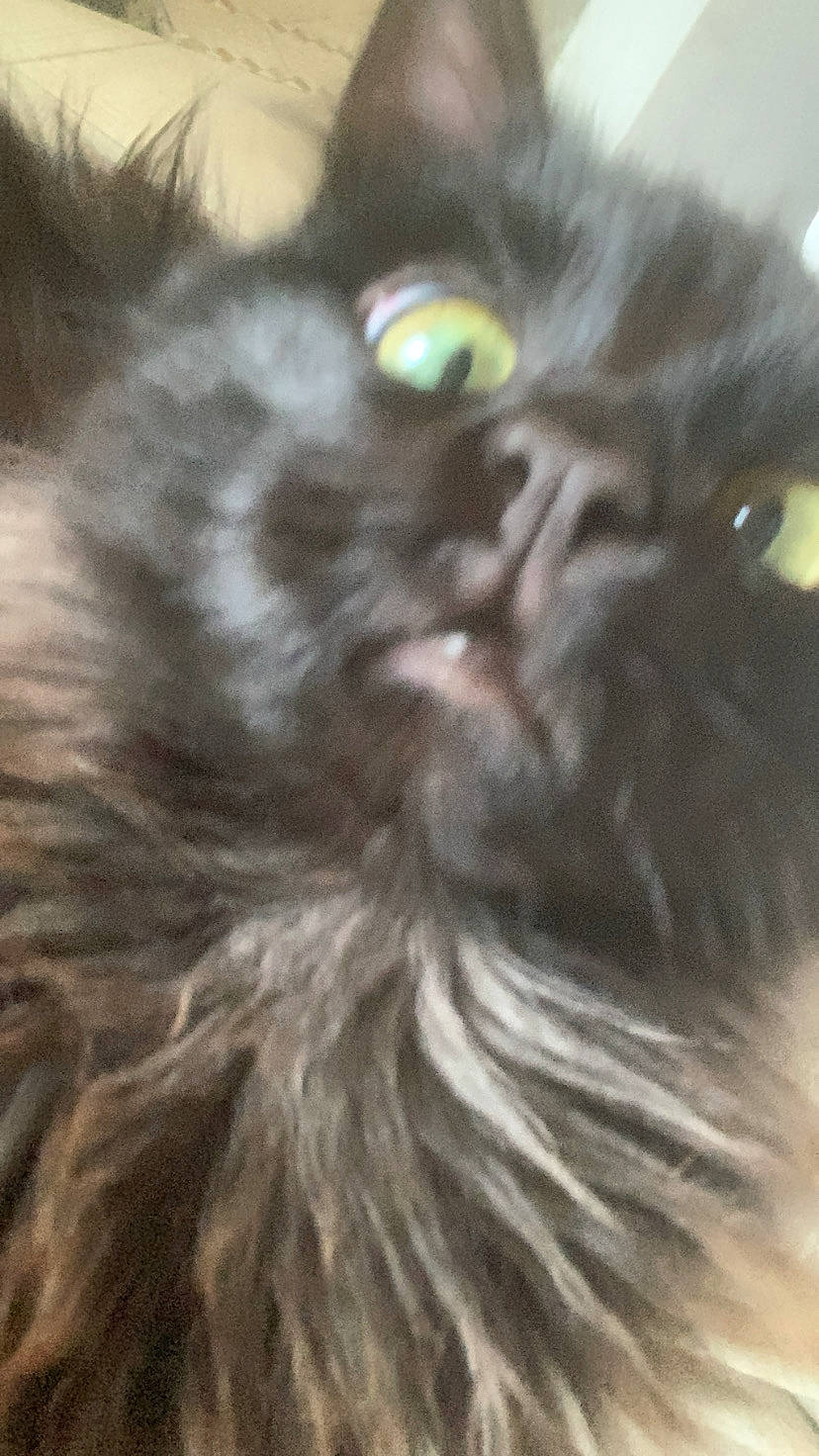 Oslo participe au concours pour gagner de l'argent avec cette photo : black_cat, british_longhair, carnivore, cat, fawn, felidae, fur, grey, hair, iris, liver, maine_coon, persian, small_to_medium_sized_cats, snout, terrestrial_animal, whiskers, working_animal