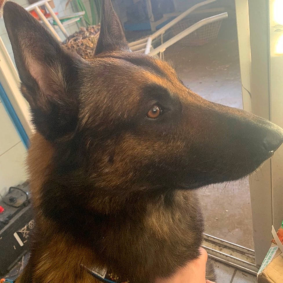 Ixo a rejoint le concours — aidez-le/la à gagner de superbes lots ! canidae, carnivore, companion_dog, dog, dog_breed, ear, flooring, fur, german_shepherd_dog, herding_dog, jaw, king_shepherd, liver, metal, snout, terrestrial_animal, whiskers, window, working_animal, working_dog