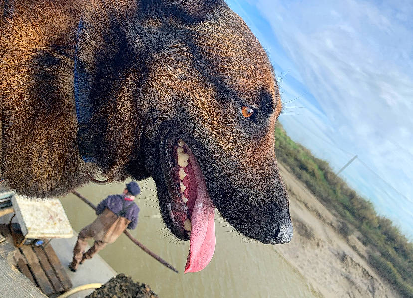 Ixo a rejoint le concours — aidez-le/la à gagner de superbes lots ! canidae, carnivore, cloud, collar, companion_dog, dog, dog_breed, dog_collar, eye, fang, fawn, liver, sky, snout, sporting_group, terrestrial_animal, water, whiskers, wildlife, working_animal