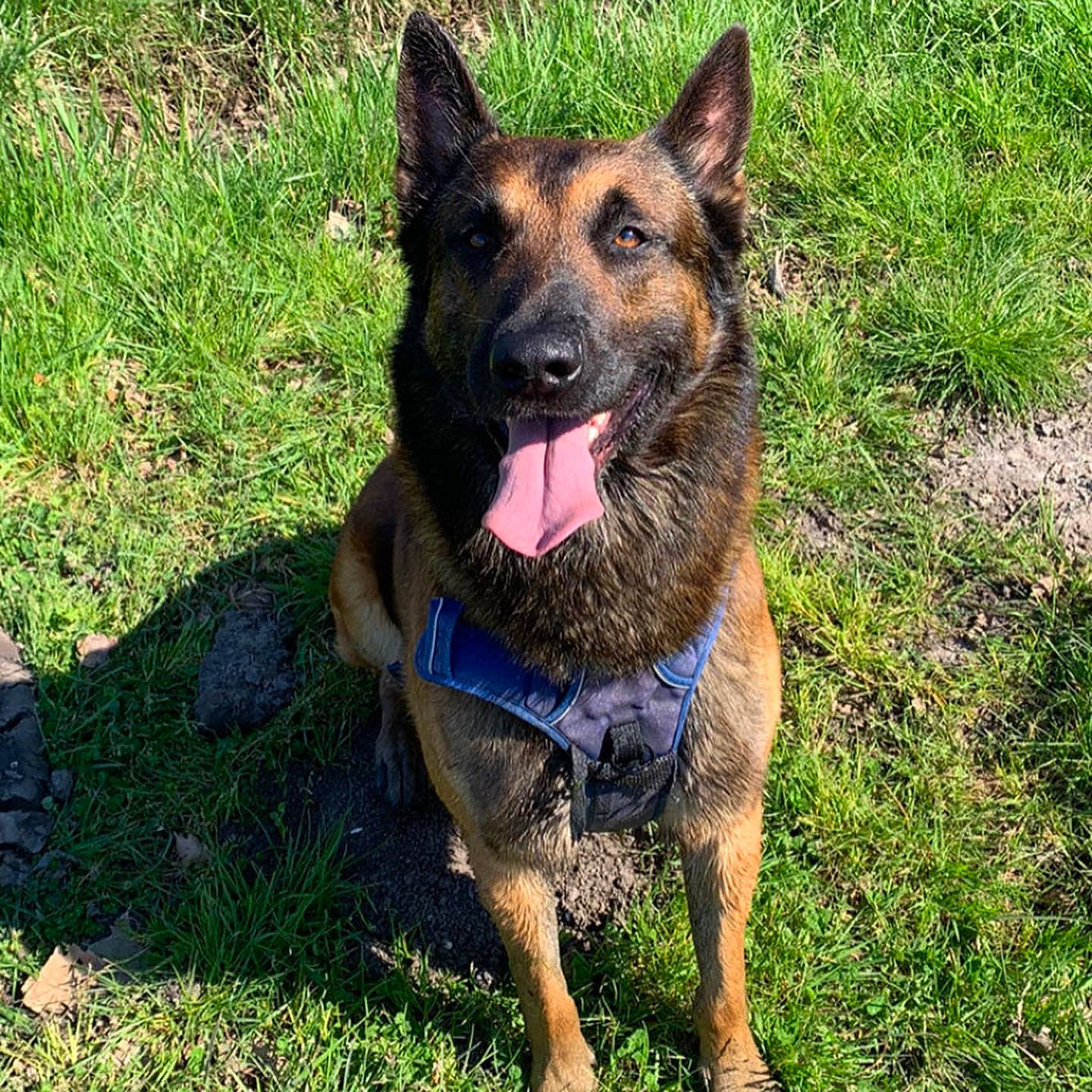 Ixo a rejoint le concours — aidez-le/la à gagner de superbes lots ! canidae, carnivore, collar, companion_dog, dog, dog_breed, dog_collar, dog_supply, east_european_shepherd, fawn, german_shepherd_dog, grass, herding_dog, king_shepherd, old_german_shepherd_dog, plant, snout, sporting_group, working_animal, working_dog