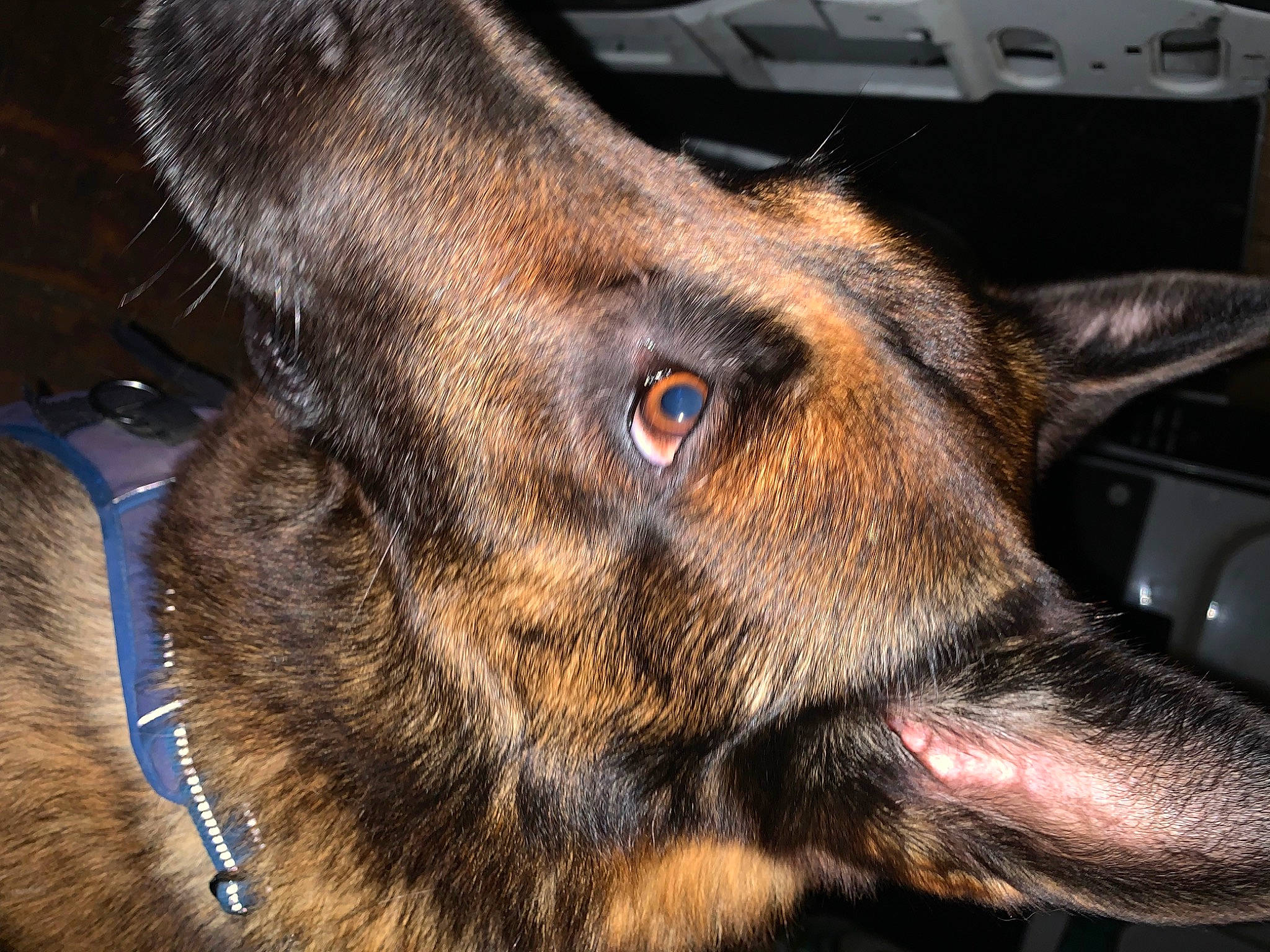 Ixo a rejoint le concours — aidez-le/la à gagner de superbes lots ! canidae, carnivore, collar, dog, dog_breed, ear, fawn, fur, german_shepherd_dog, guard_dog, liver, old_german_shepherd_dog, snout, sporting_group, street_dog, terrestrial_animal, whiskers, wildlife, working_animal, working_dog