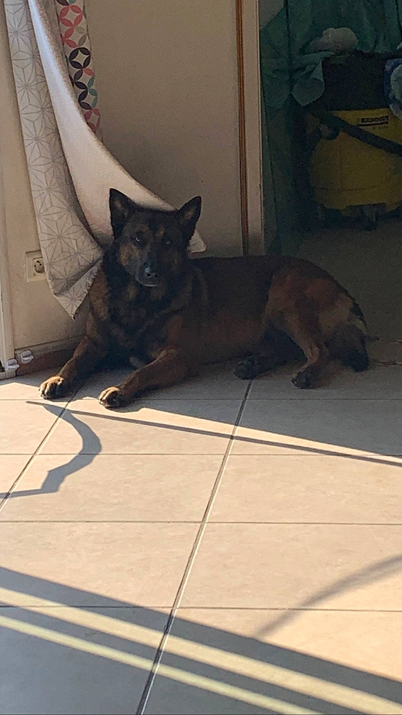 Ixo a rejoint le concours — aidez-le/la à gagner de superbes lots ! black_cat, canidae, carnivore, cat, comfort, dog_breed, domestic_short_haired_cat, felidae, floor, flooring, fur, grey, hardwood, small_to_medium_sized_cats, snout, sporting_group, tail, terrestrial_animal, whiskers, wood