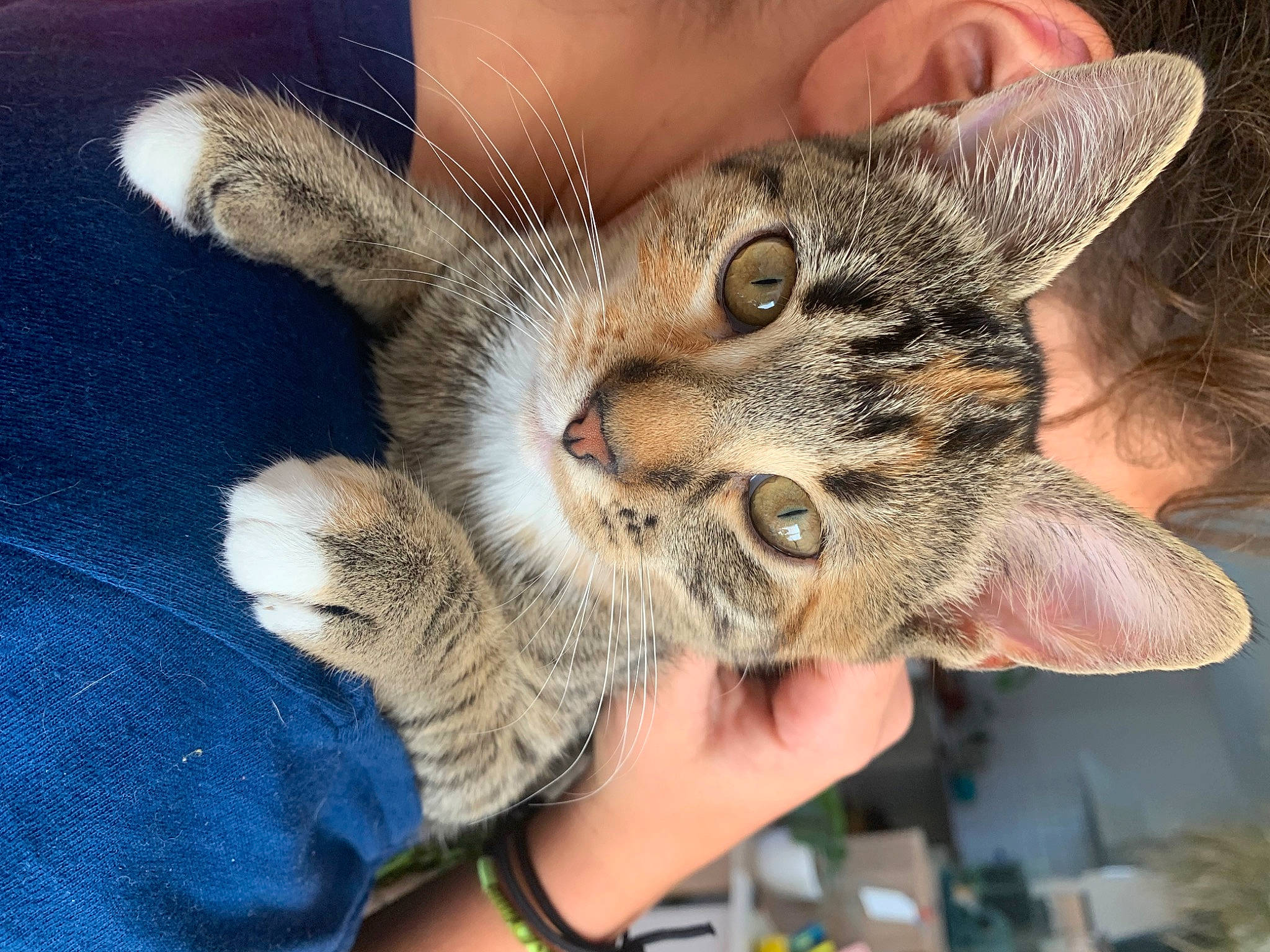 Yuki participe au concours pour gagner de l'argent avec cette photo : carnivore, cat, claw, comfort, domestic_short_haired_cat, ear, eyelash, felidae, finger, fur, gesture, grass, nail, paw, small_to_medium_sized_cats, snout, terrestrial_animal, tree, whiskers, wildlife