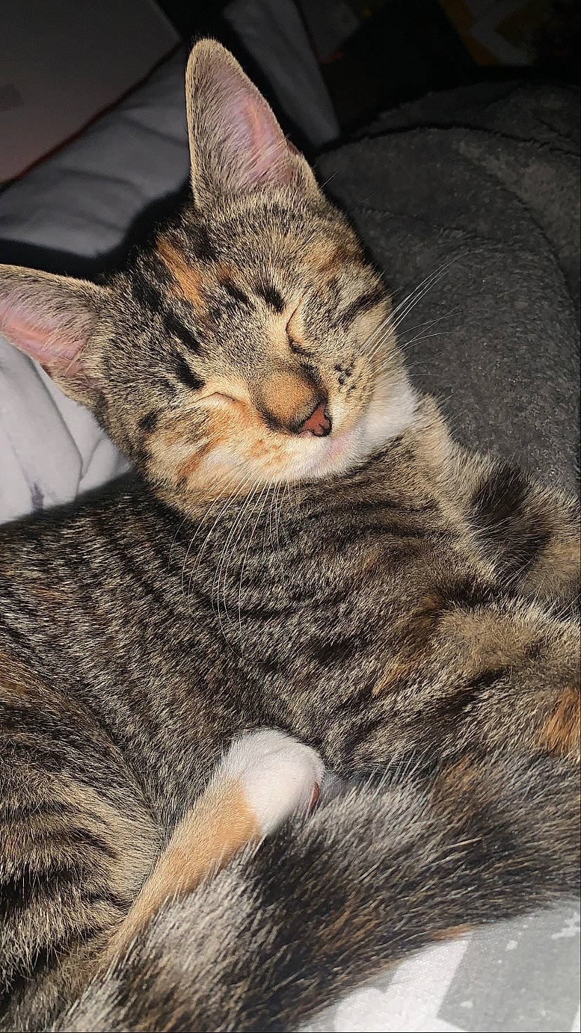 Yuki participe au concours pour gagner de l'argent avec cette photo : carnivore, cat, claw, comfort, domestic_short_haired_cat, felidae, fur, nap, paw, sitting, sleep, small_to_medium_sized_cats, snout, tail, terrestrial_animal, whiskers, wildlife