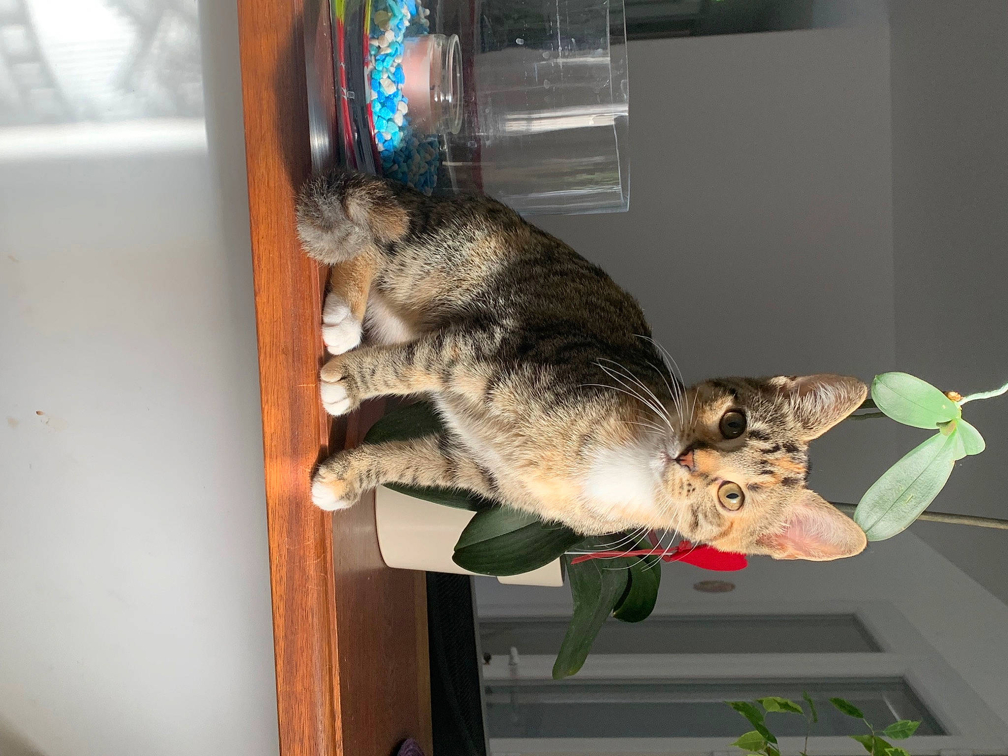 Yuki participe au concours pour gagner de l'argent avec cette photo : carnivore, cat, domestic_short_haired_cat, felidae, fish, fur, houseplant, plant, small_to_medium_sized_cats, snout, tail, whiskers