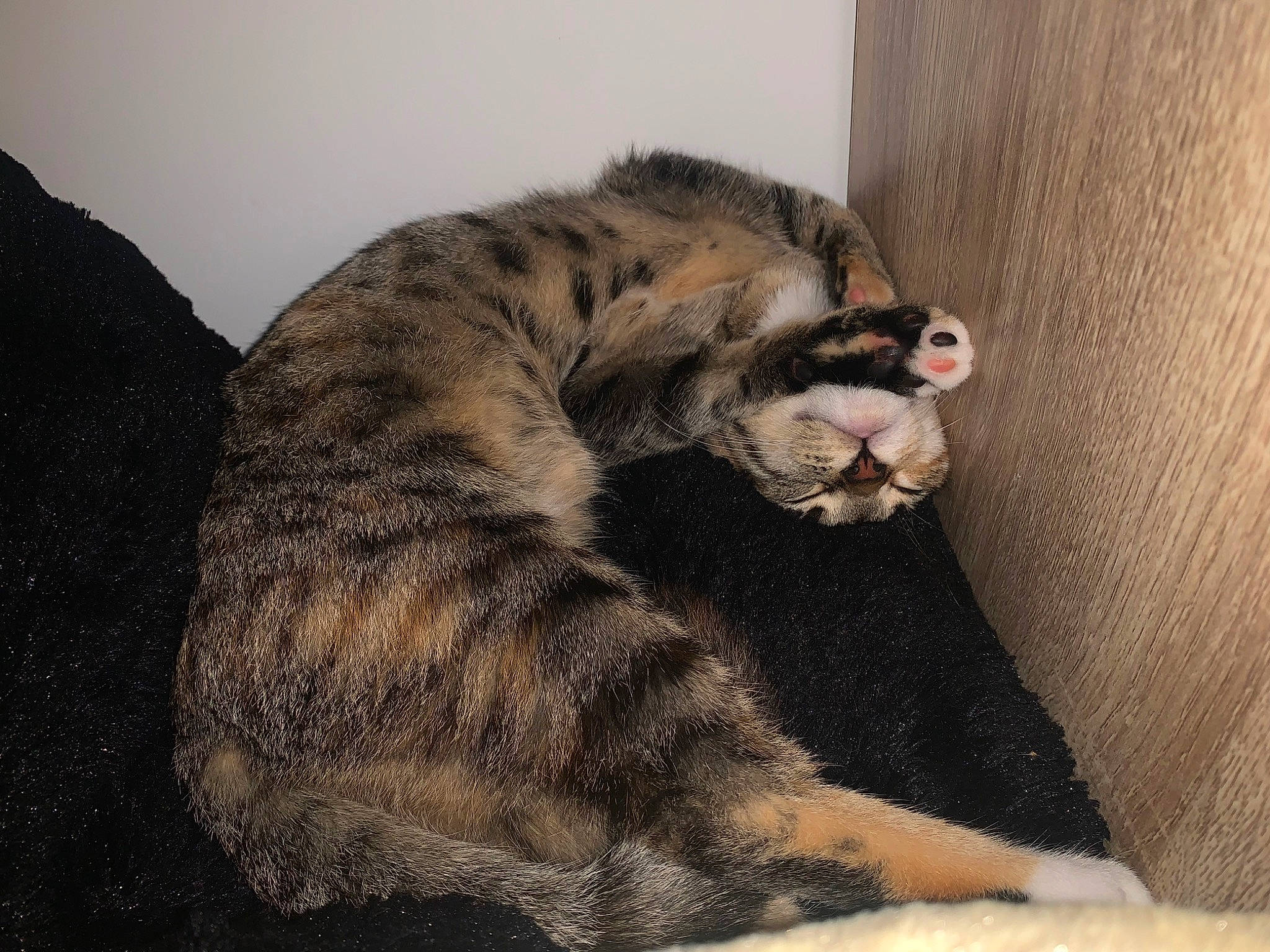 Yuki a rejoint le concours — aidez-le/la à gagner de superbes lots ! carnivore, cat, claw, comfort, domestic_short_haired_cat, eye, felidae, fur, grey, nap, paw, sleep, small_to_medium_sized_cats, snout, tail, terrestrial_animal, whiskers, wildlife, window, yawn