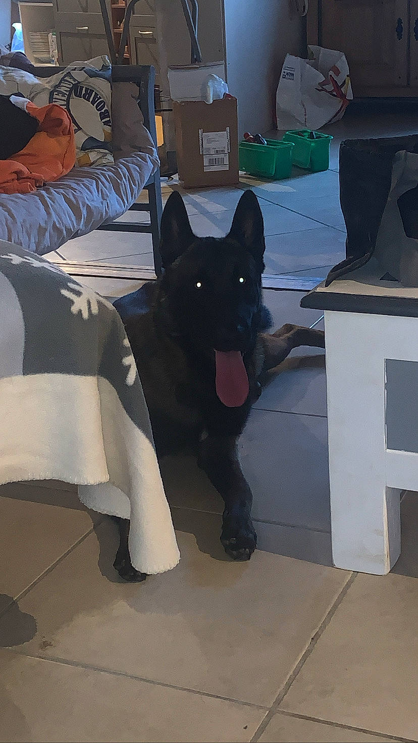 Rocky a rejoint le concours — aidez-le/la à gagner de superbes lots ! art, black, canidae, carmine, carnivore, comfort, companion_dog, dog, dog_breed, flooring, fur, grey, herding_dog, non_sporting_group, sitting, snout, sporting_group, tail, working_animal, working_dog