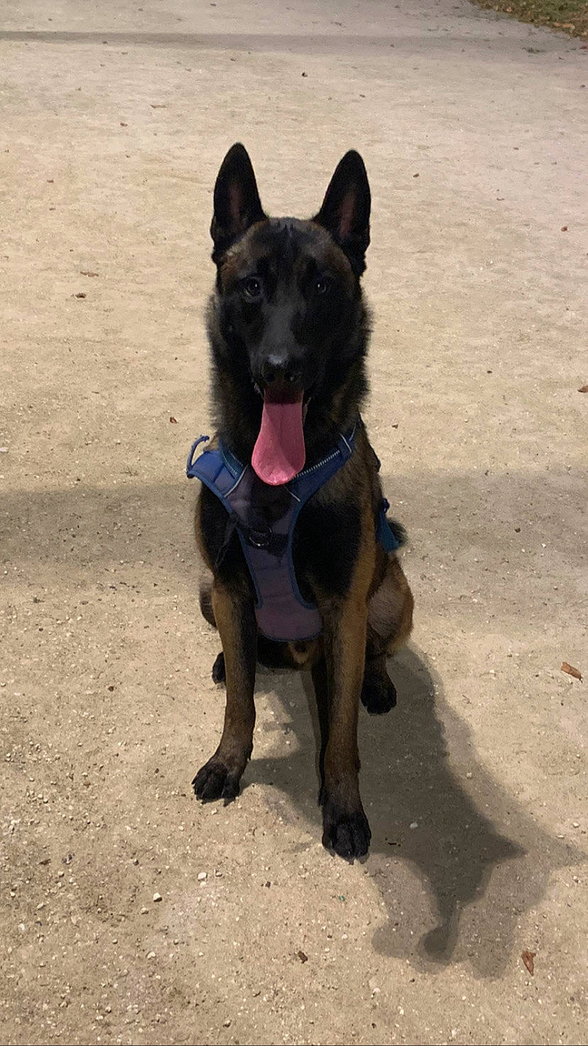 Rocky a rejoint le concours — aidez-le/la à gagner de superbes lots ! black_norwegian_elkhound, canidae, carnivore, collar, companion_dog, dog, dog_breed, dog_collar, dog_supply, fawn, hunting_dog, non_sporting_group, snout, sporting_group, tail, working_animal, working_dog