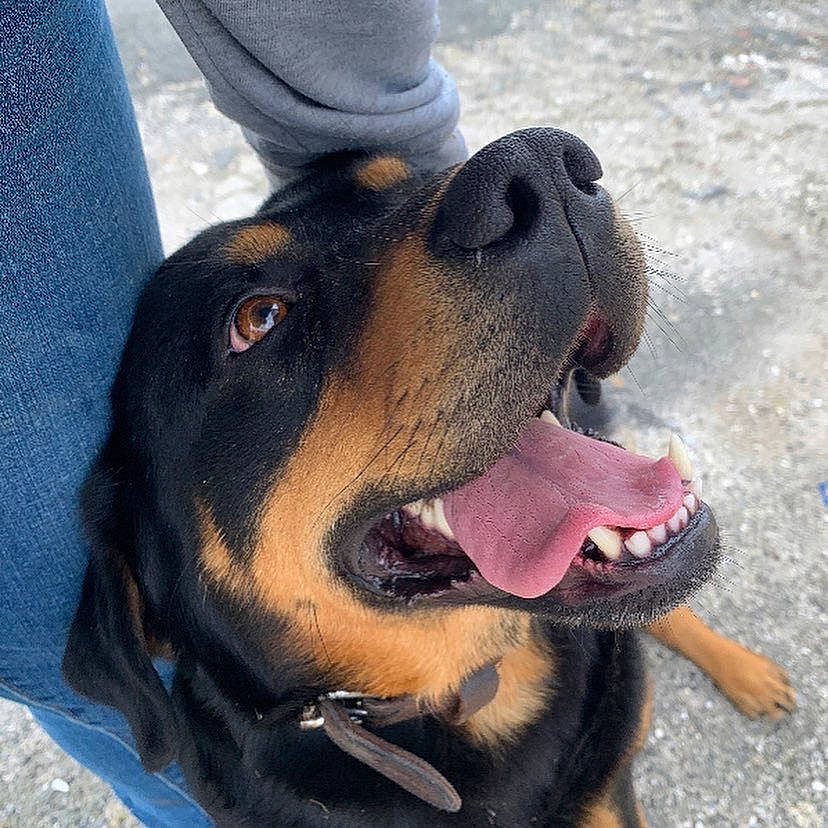 Nemo a rejoint le concours — aidez-le/la à gagner de superbes lots ! ancient_dog_breeds, canidae, carnivore, collar, companion_dog, dog, dog_breed, dog_collar, fawn, fur, giant_dog_breed, guard_dog, hound, leash, paw, snout, sporting_group, whiskers, working_animal, working_dog