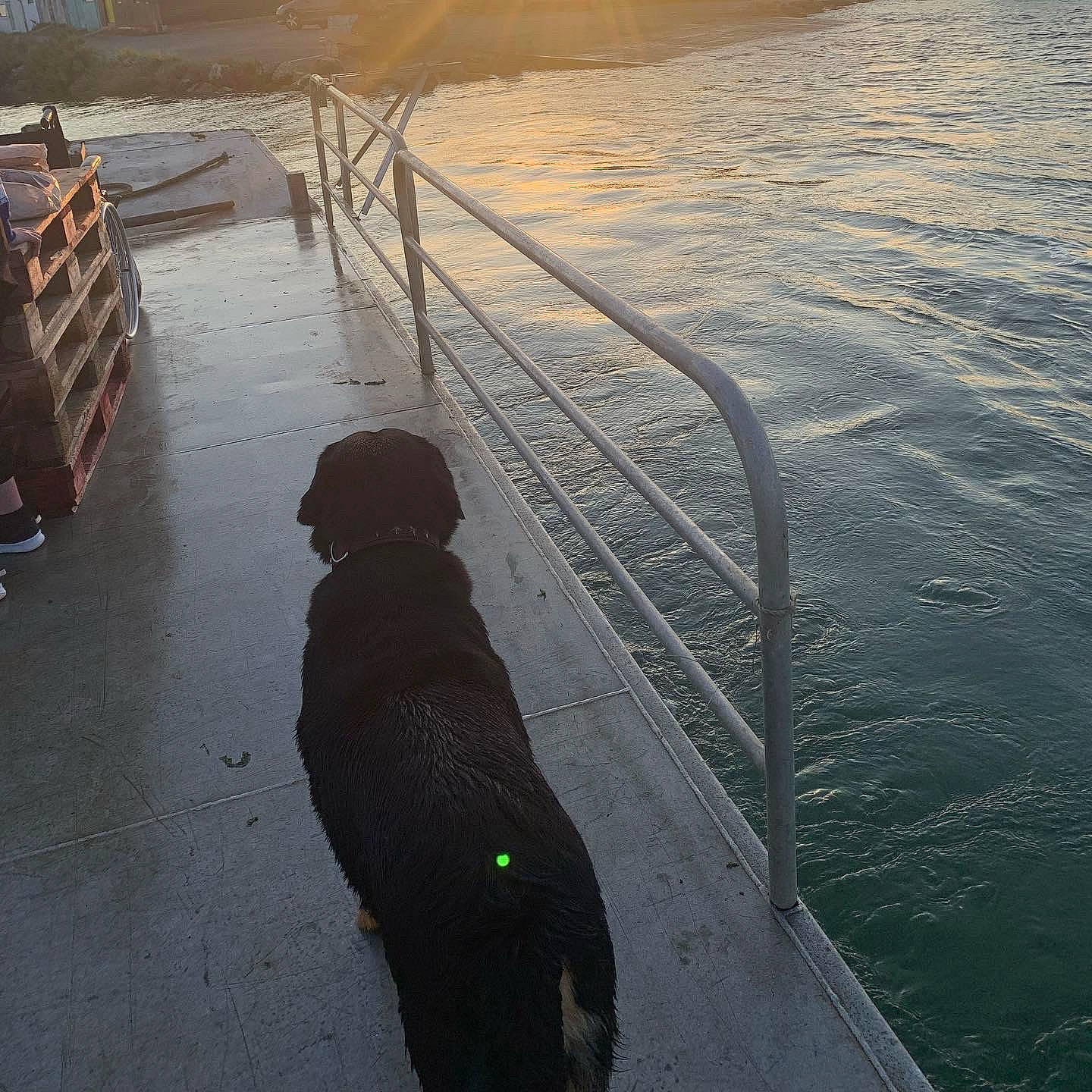 Nemo a rejoint le concours — aidez-le/la à gagner de superbes lots ! carnivore, channel, dog, dog_breed, horizon, lake, landscape, light, line, morning, reflection, shadow, sunlight, tail, water, water_resources, waterway, wind_wave, wood, working_animal