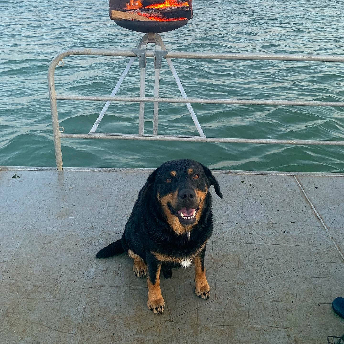 Nemo participe au concours pour gagner de l'argent avec cette photo : asphalt, beach, canidae, carnivore, companion_dog, dog, dog_breed, horizon, lake, landscape, lifebuoy, ocean, sea, sky, sporting_group, travel, water, water_transportation, working_animal, working_dog