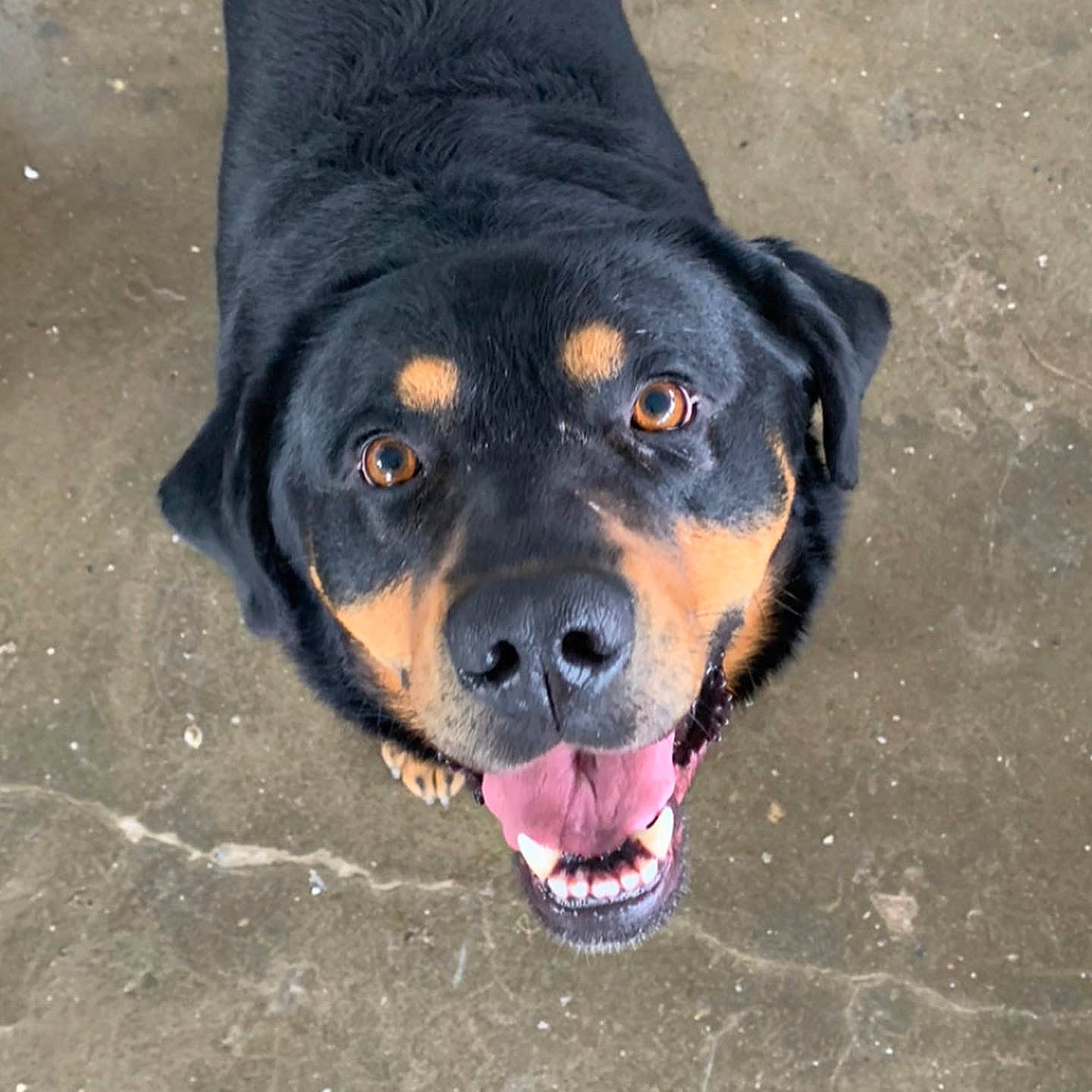 Nemo a rejoint le concours — aidez-le/la à gagner de superbes lots ! asphalt, canidae, carnivore, collar, companion_dog, dog, dog_breed, electric_blue, fur, guard_dog, hunting_dog, leash, paw, road_surface, snout, sporting_group, terrestrial_animal, whiskers, working_animal, working_dog