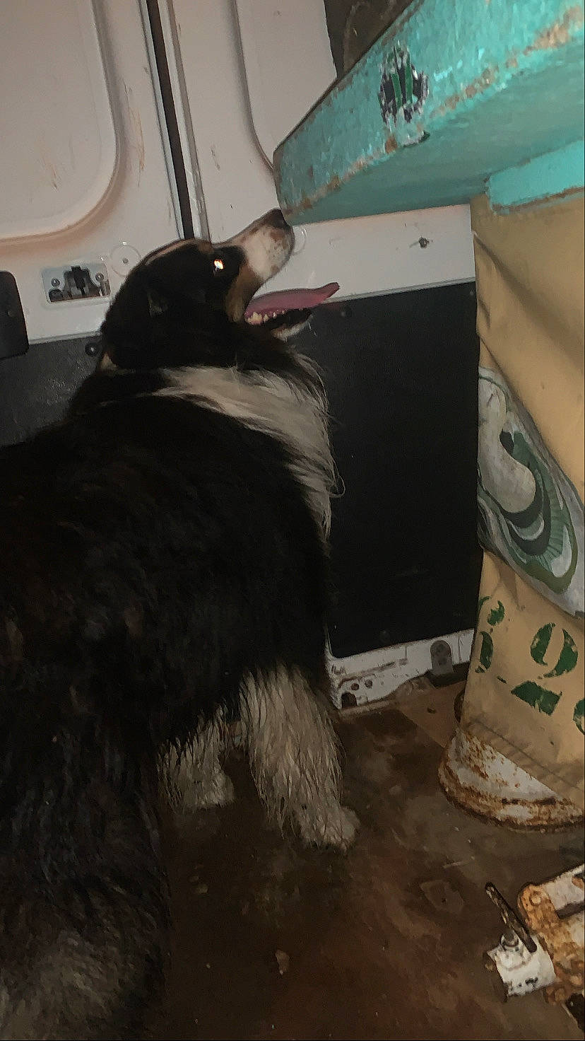 Doudou a rejoint le concours — aidez-le/la à gagner de superbes lots ! box, canidae, carnivore, companion_dog, dog, dog_breed, felidae, fender, flooring, fur, gas, household_supply, packaging_and_labeling, shipping_box, small_to_medium_sized_cats, sporting_group, tail, tints_and_shades, whiskers, wood