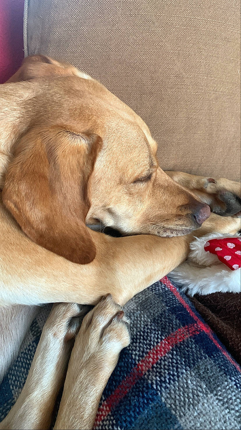 Malia participe au concours pour gagner de l'argent avec cette photo : canidae, carnivore, collar, comfort, companion_dog, dog, dog_breed, dog_collar, fawn, fur, nap, pattern, paw, plaid, retriever, snout, sporting_group, tartan, whiskers, working_animal