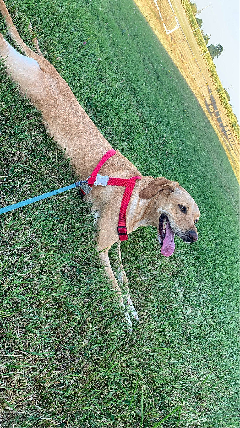 Malia participe au concours pour gagner de l'argent avec cette photo : carnivore, collar, companion_dog, dog, dog_breed, dog_collar, dog_supply, fashion_accessory, fawn, grass, grassland, human_leg, leash, pasture, pet_supply, sighthound, snout, sporting_group, tail, working_animal