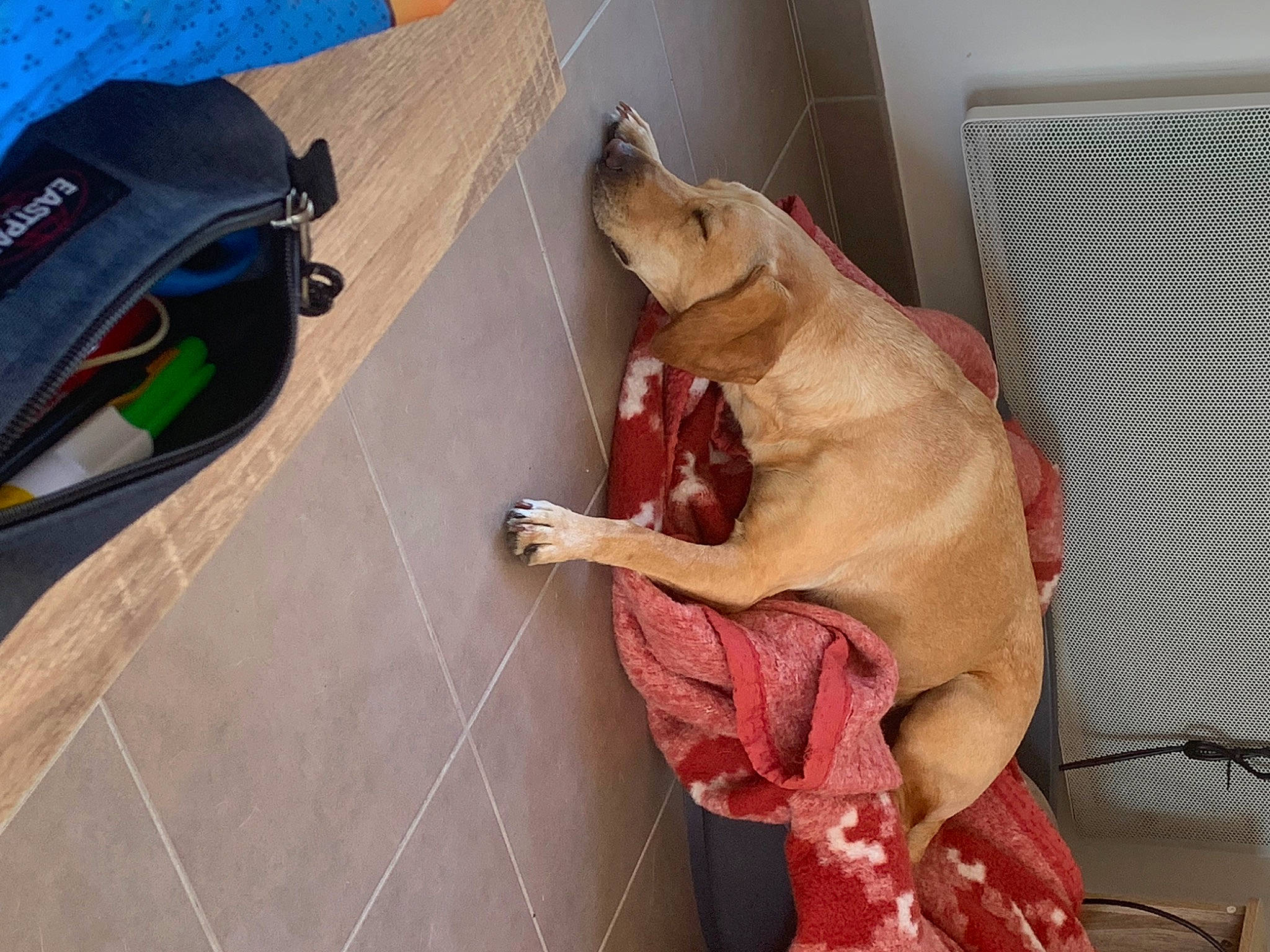 Malia participe au concours pour gagner de l'argent avec cette photo : canidae, carnivore, collar, comfort, companion_dog, dog, dog_breed, dog_supply, fawn, floor, flooring, hardwood, liver, pet_supply, snout, sporting_group, tail, toy, wood, working_animal