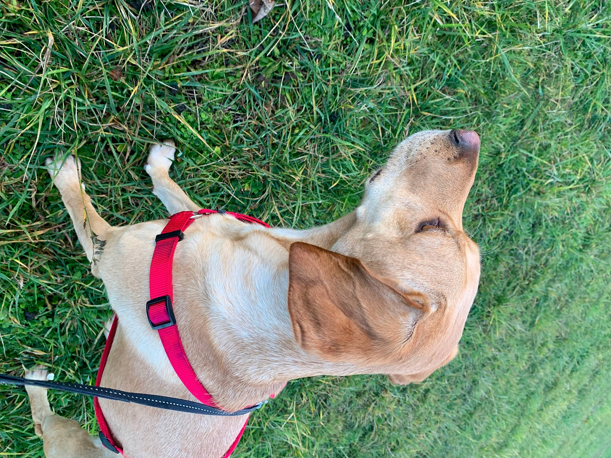 Malia a rejoint le concours — aidez-le/la à gagner de superbes lots ! carnivore, collar, companion_dog, dog, dog_breed, dog_collar, dog_supply, ear, fawn, foot, gesture, grass, jaw, liver, pet_supply, snout, sporting_group, tail, terrestrial_animal, working_animal