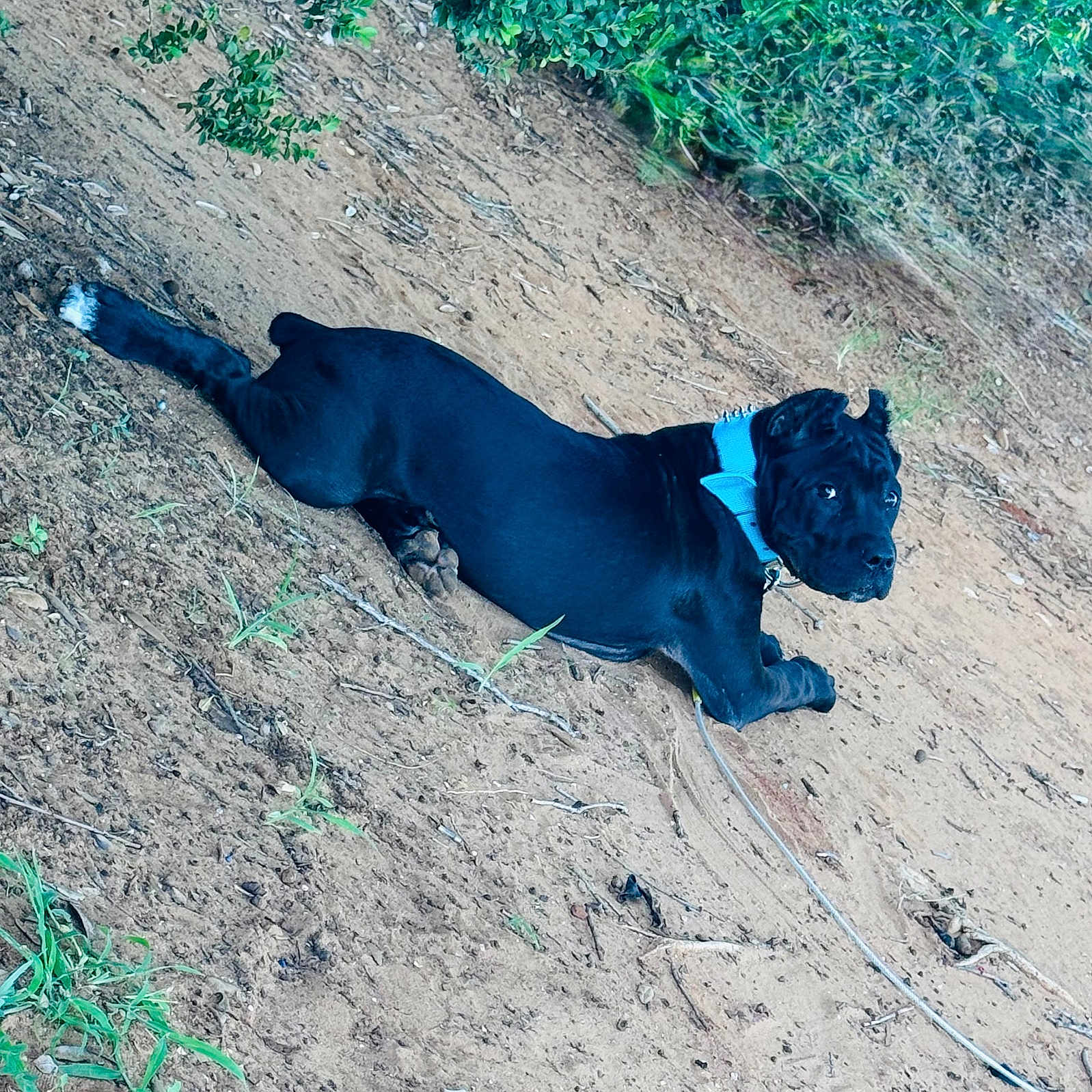 Indica is registered to the contest to win money with this photo: animal, black_dog, blue_collar, canine, curious, dirt, dog, earth, grass, greenery, ground, leash, looking_back, lying_down, nature, outdoor, pet, plants, resting, young_dog