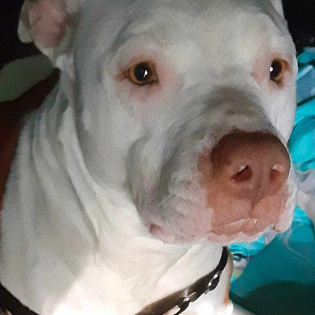 Lilly