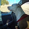 dog, animal, car_interior, passenger_seat, red_harness, window, daylight, trees, outdoor, grass, pet, brown_and_white, canine, looking_out_window, vehicle_dashboard, sunlight, side_view, domestic_animal, companion, travel