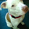 Lilly joined the competition — help win amazing prizes! dog, white, brown, collar, pet, animal, sitting, looking_up, indoor, carpet, ears, snout, paw, canine, cute, domestic, friendly, companion, fur, waiting