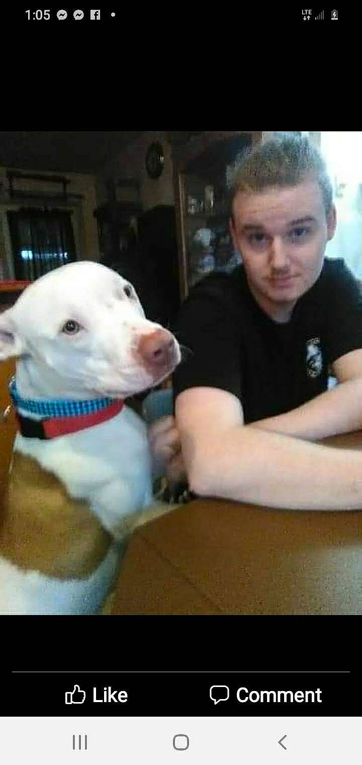 Lilly is registered to the contest to win money with this photo: canidae, carnivore, collar, companion_dog, dog, dog_breed, dog_collar, dogo_argentino, fawn, fun, fur, guard_dog, non_sporting_group, recreation, sporting_group, t_shirt, tail, whiskers, working_animal, working_dog