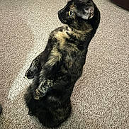 Toffee joined the competition — help win amazing prizes! cat, tortoiseshell, pet, indoor, carpet, furniture, couch, curious, alert, animal, mammal, whiskers, ears, sitting, side_view, domestic, feline, brown, black, yellow_eyes