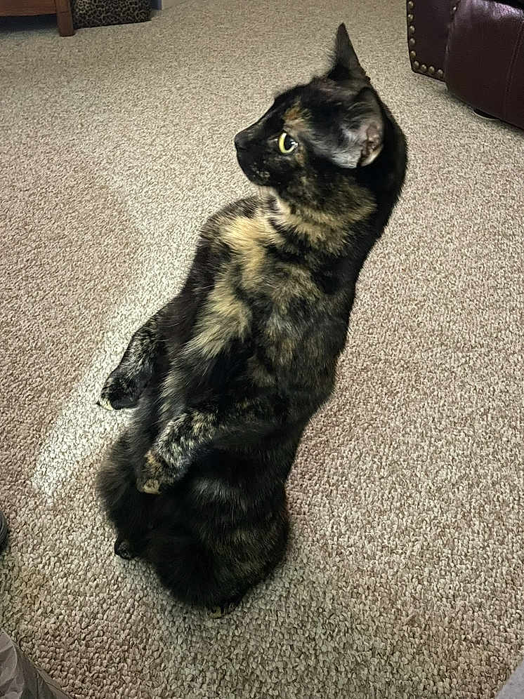 Toffee joined the competition — help win amazing prizes! cat, tortoiseshell, pet, indoor, carpet, furniture, couch, curious, alert, animal, mammal, whiskers, ears, sitting, side_view, domestic, feline, brown, black, yellow_eyes