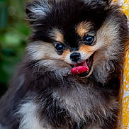 Alie a rejoint le concours — aidez-le/la à gagner de superbes lots ! dog, puppy, pomeranian, fluffy, cute, tongue_out, portrait, animal, pet, furry, small_dog, black_and_tan, happy, close_up, outdoor, nature, eyes, nose, ears, fur