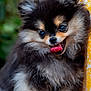 dog, puppy, pomeranian, fluffy, cute, tongue_out, portrait, animal, pet, furry, small_dog, black_and_tan, happy, close_up, outdoor, nature, eyes, nose, ears, fur