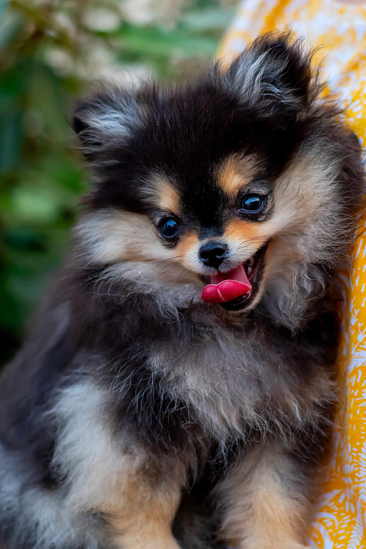 Alie a rejoint le concours — aidez-le/la à gagner de superbes lots ! dog, puppy, pomeranian, fluffy, cute, tongue_out, portrait, animal, pet, furry, small_dog, black_and_tan, happy, close_up, outdoor, nature, eyes, nose, ears, fur