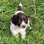 Alba participe au concours pour gagner de l'argent avec cette photo : adorable, animal, black, canine, cute, dog, ears, field, fur, grass, green, nature, outdoor, pet, playful, puppy, small, sunlight, white, young