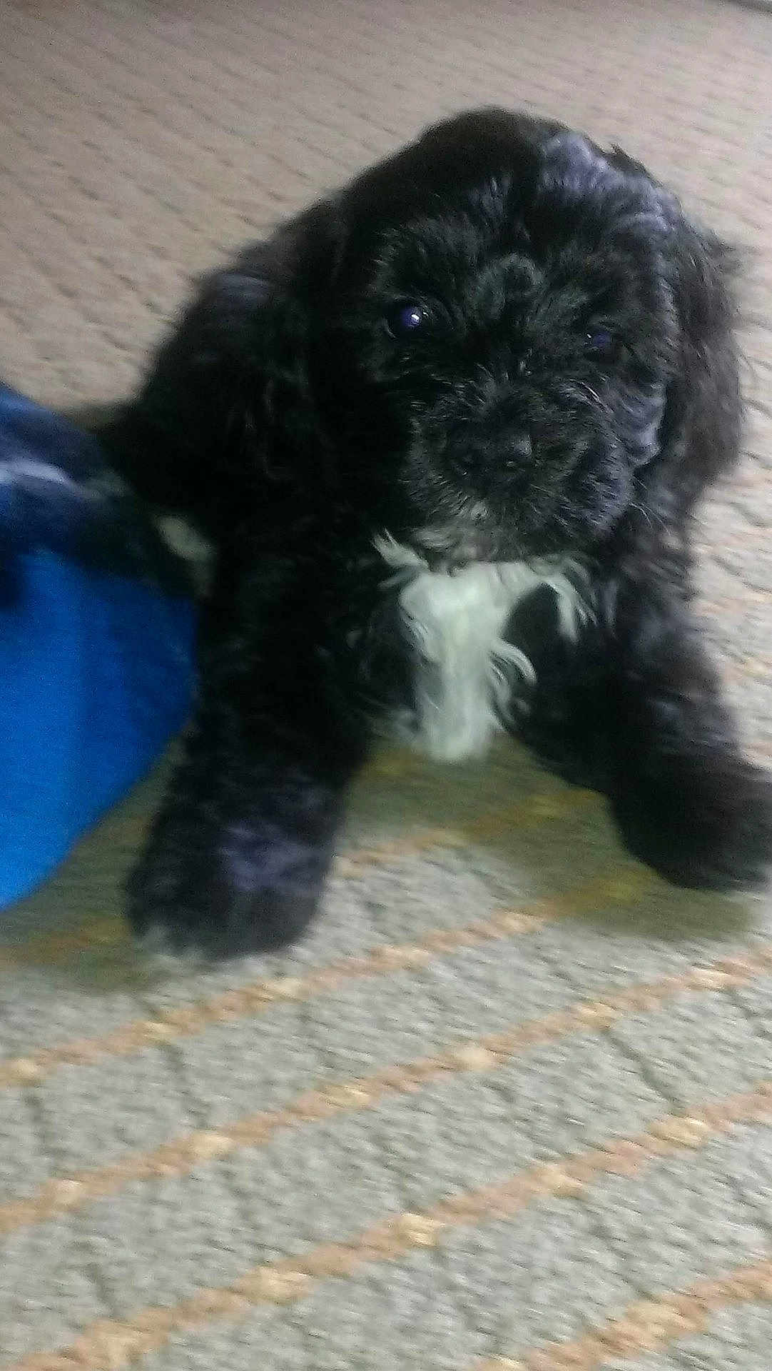Bambam