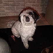 Molly joined the competition — help win amazing prizes! dog, pet, indoor, carpet, brick_wall, white_fur, black_fur, foot, shoe, curly_fur, animal, companion, looking_up, floor, home, paw, mammal, cute, domestic_animal, attention