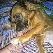 Rowdy is registered to the contest to win money with this photo: dog, paw, tattoo, arm, blanket, resting, fur, indoor, cozy, hand, bed, comfort, animal, pet, closeup, cute, sleepy, warm, snuggle, relaxation