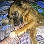 dog, paw, tattoo, arm, blanket, resting, fur, indoor, cozy, hand, bed, comfort, animal, pet, closeup, cute, sleepy, warm, snuggle, relaxation