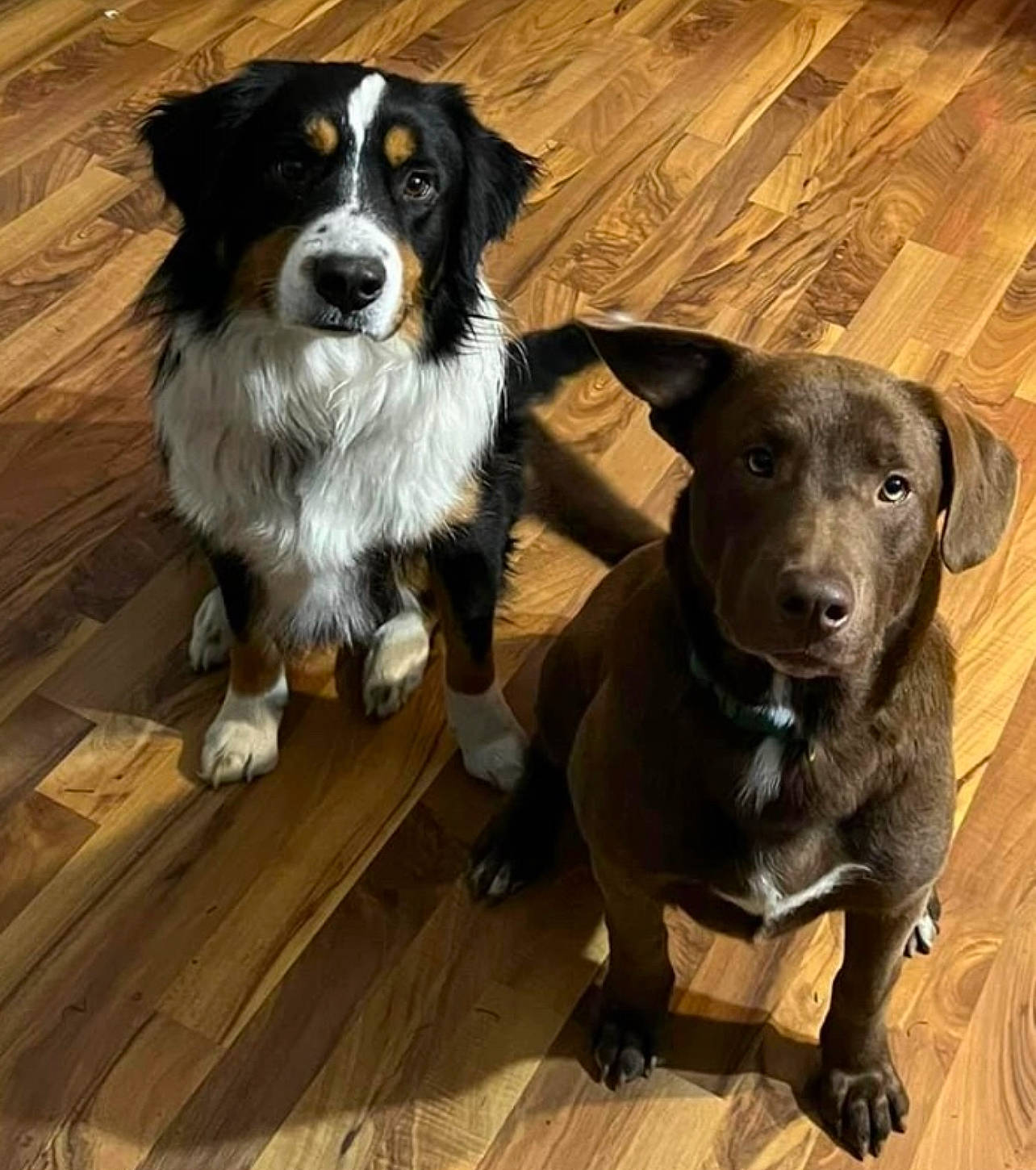 Jake joined the competition — help win amazing prizes! canidae, carnivore, collar, companion_dog, dog, dog_breed, dog_collar, flooring, fur, hardwood, herding_dog, plank, snout, sporting_group, varnish, wood, wood_flooring, wood_stain, working_animal, working_dog