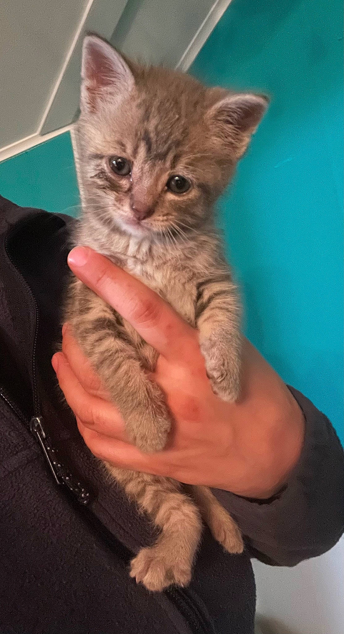 Tiger is registered to the contest to win money with this photo: carnivore, cat, claw, domestic_short_haired_cat, ear, fawn, felidae, finger, fur, gesture, hand, nail, paw, small_to_medium_sized_cats, thumb, whiskers