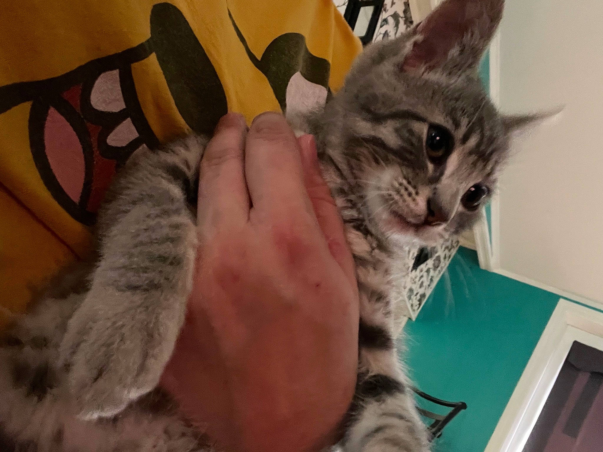 Tiger is registered to the contest to win money with this photo: carmine, carnivore, cat, claw, comfort, domestic_short_haired_cat, felidae, fur, gesture, grey, lap, mammal, paw, sitting, small_to_medium_sized_cats, tail, vertebrate, whiskers