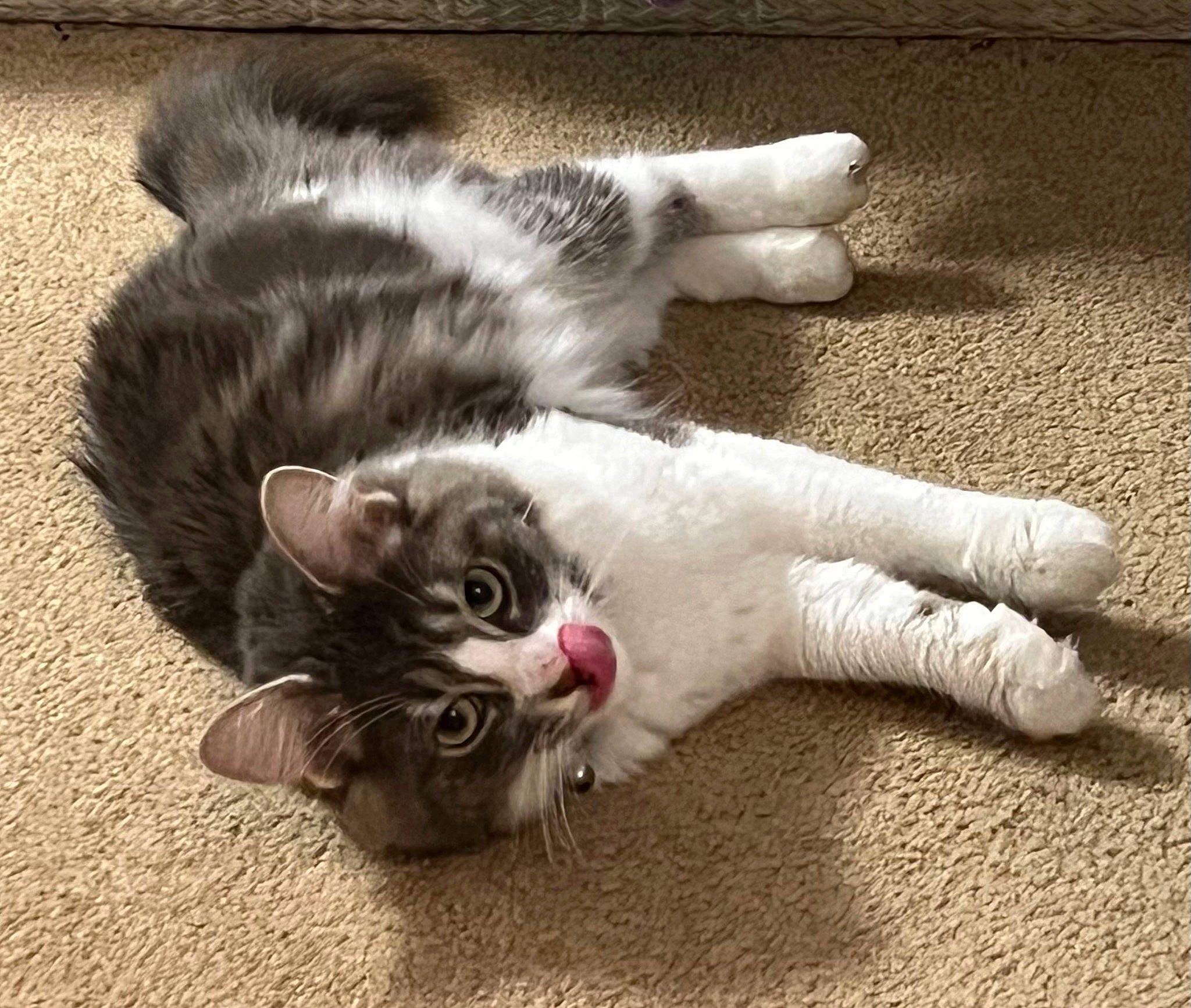 Luna joined the competition — help win amazing prizes! carnivore, cat, claw, comfort, domestic_short_haired_cat, felidae, flooring, foot, fur, human_leg, paw, small_to_medium_sized_cats, snout, tail, terrestrial_animal, whiskers