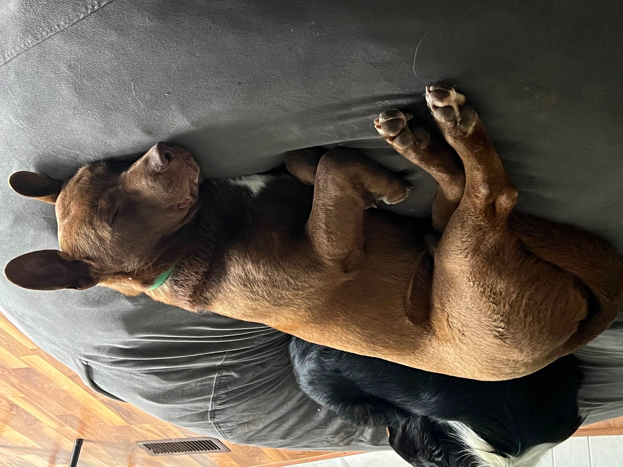 Brownie joined the competition — help win amazing prizes! carnivore, cat, comfort, elbow, fawn, felidae, foot, fur, human_leg, plant, shadow, sitting, small_to_medium_sized_cats, snout, sunglasses, tail, terrestrial_animal, whiskers, wildlife, wood